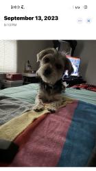 Lost Male Dog last seen 34th Highschool rd and Speedway Area, Indianapolis, IN 46224
