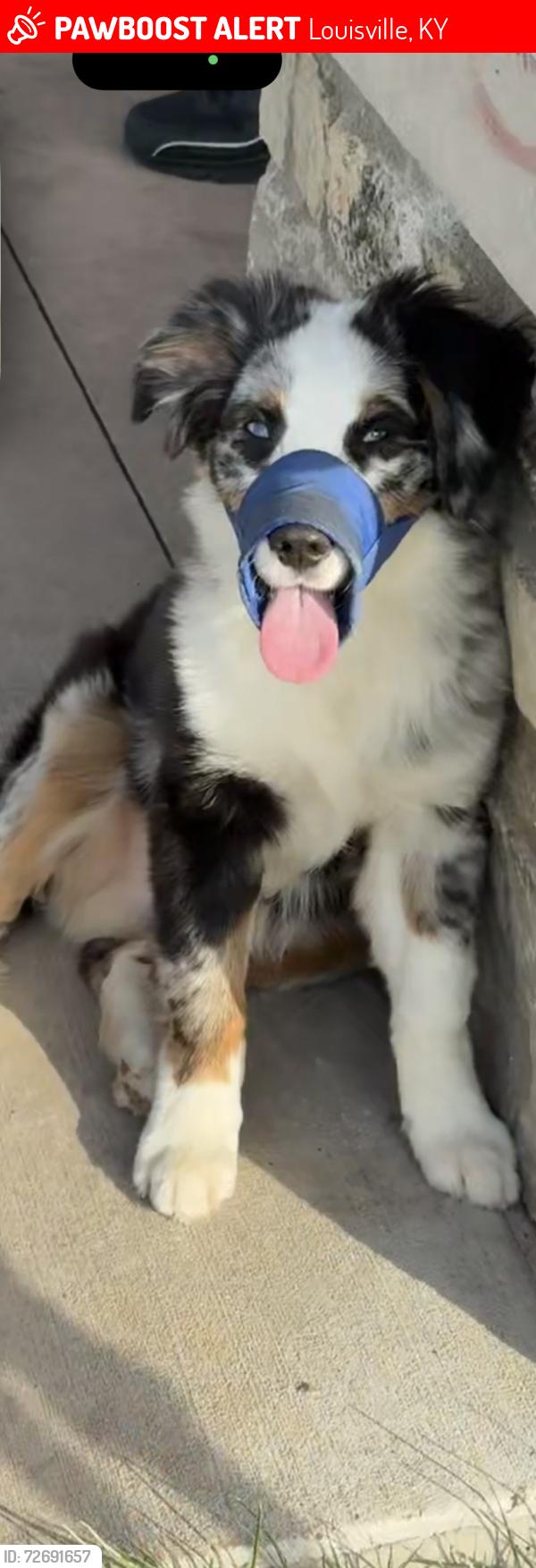 Lost Male Dog last seen 24th Elliott  , Louisville, KY 40211