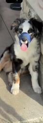 Lost Male Dog last seen 24th Elliott  , Louisville, KY 40211