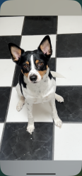 Lost Male Dog last seen Golf course & southern area, Rio Rancho, NM 87124