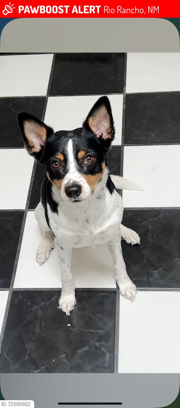 Lost Male Dog last seen Golf course & southern area, Rio Rancho, NM 87124