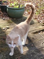 Found/Stray Unknown Cat last seen Hobblebush Terrace, Mosely VA, Chesterfield County, VA 23120