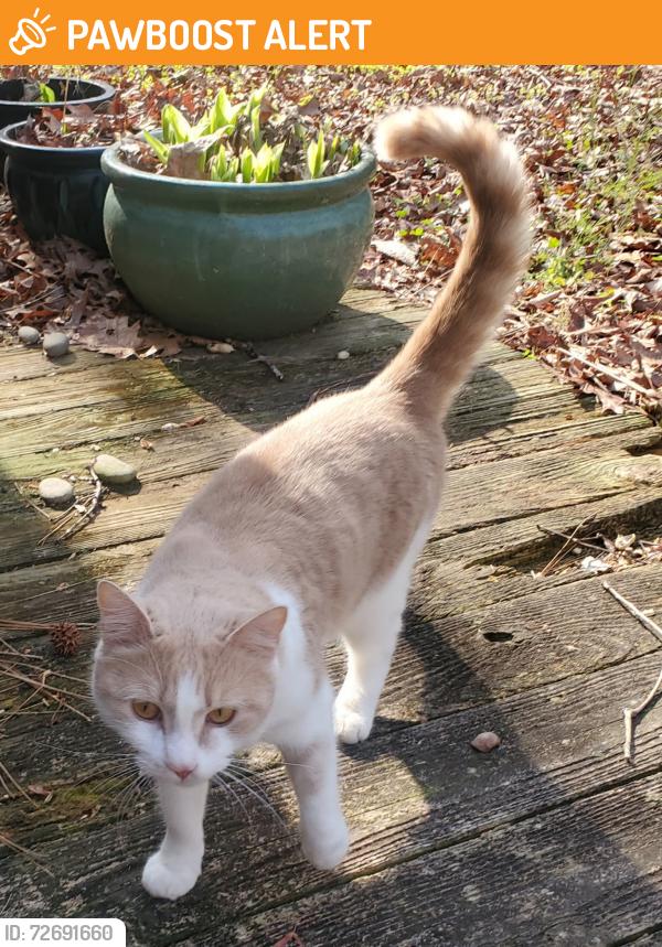 Found/Stray Unknown Cat last seen Hobblebush Terrace, Mosely VA, Chesterfield County, VA 23120