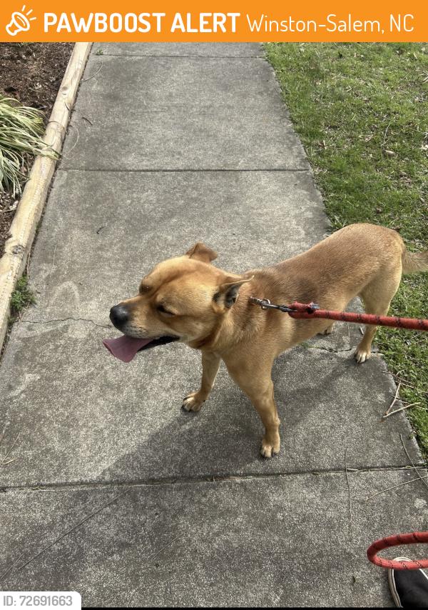 Found/Stray Male Dog last seen Gumtree and Hayes road, Winston-Salem, NC 27107