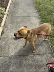 Found/Stray Male Dog last seen Gumtree and Hayes road, Winston-Salem, NC 27107
