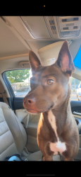 Lost Female Dog last seen McCart, Fort Worth, TX 76123