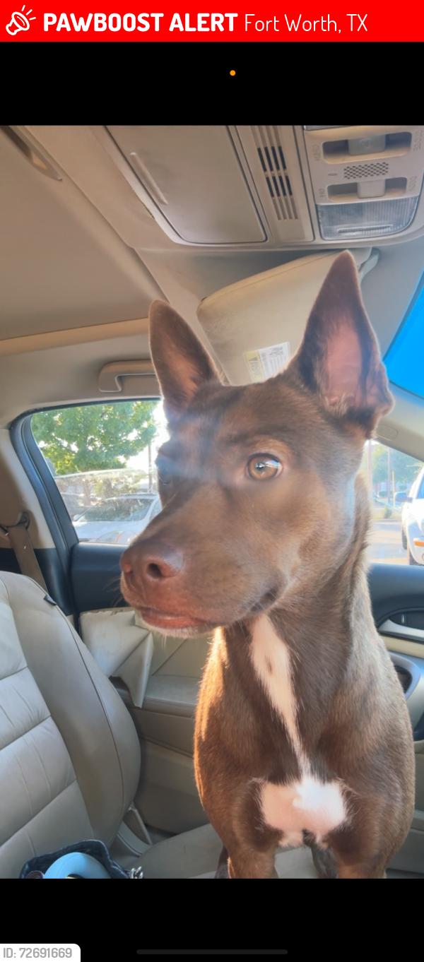 Lost Female Dog last seen McCart, Fort Worth, TX 76123