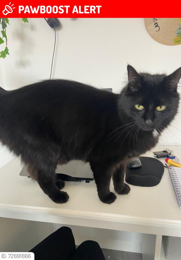 Lost Male Cat last seen Kingsgrove est wantage, Oxfordshire, England OX12 8GH