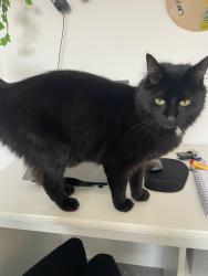 Lost Male Cat last seen Kingsgrove est wantage, Oxfordshire, England OX12 8GH