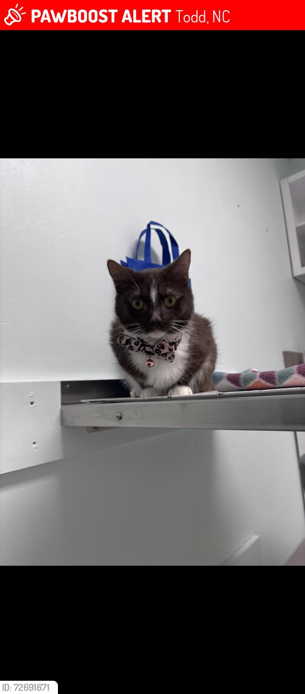 Lost Female Cat last seen Great sky Dr , Todd, NC 28684