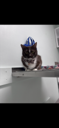 Lost Female Cat last seen Great sky Dr , Todd, NC 28684