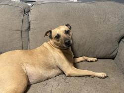 Lost Female Dog last seen Sparkman and blue springs , Huntsville, AL 35810