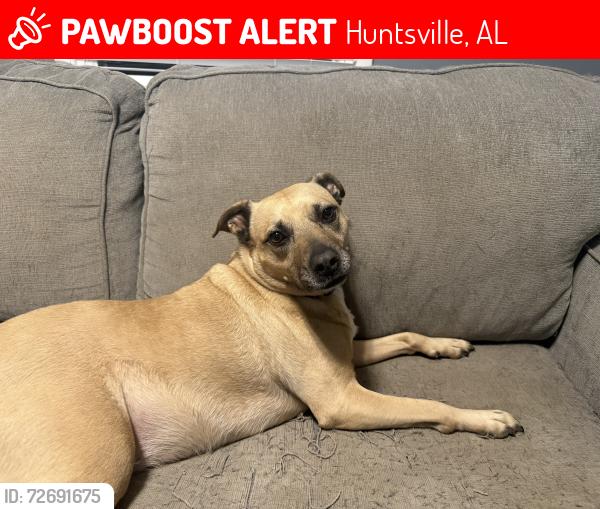 Lost Female Dog last seen Sparkman and blue springs , Huntsville, AL 35810