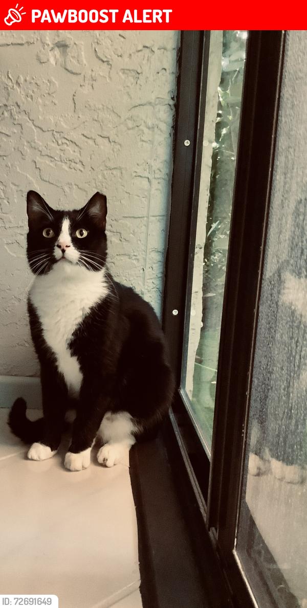 Lost Male Cat last seen Boynton Beach Blvd near Limetree cndmnium (close to Lawrance), Palm Beach County, FL 33437