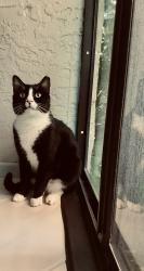 Lost Male Cat last seen Boynton Beach Blvd near Limetree cndmnium (close to Lawrance), Palm Beach County, FL 33437