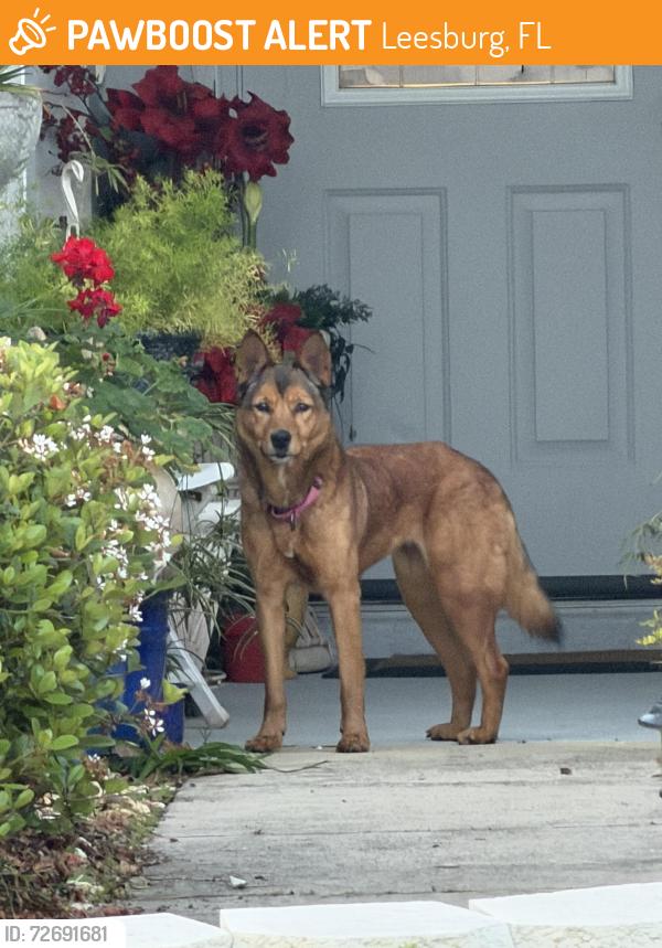 Found/Stray Female Dog last seen Plantation at Leesburg, Leesburg, FL 34748