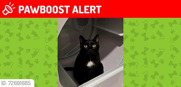Lost Male Cat last seen Near periwinkle place , Johnston County, NC 27527