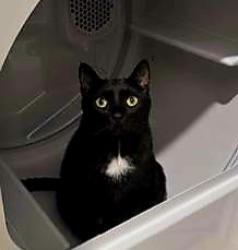 Lost Male Cat last seen Near periwinkle place , Johnston County, NC 27527