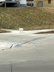 Found/Stray Unknown Dog last seen At the intersection of Charles St. and Sale Creek Rd., Omaha, NE 68104