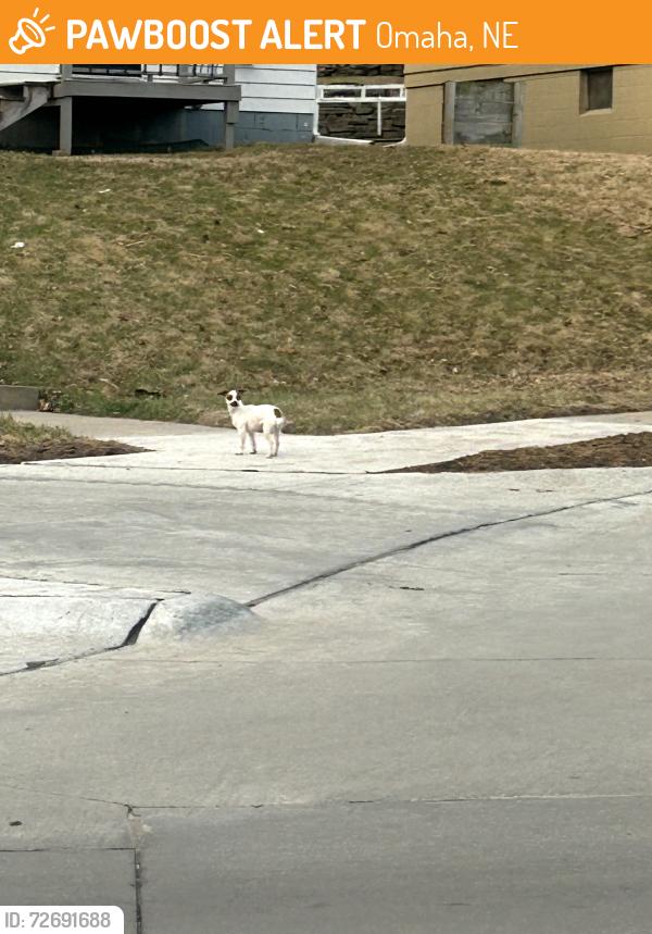 Found/Stray Unknown Dog last seen At the intersection of Charles St. and Sale Creek Rd., Omaha, NE 68104