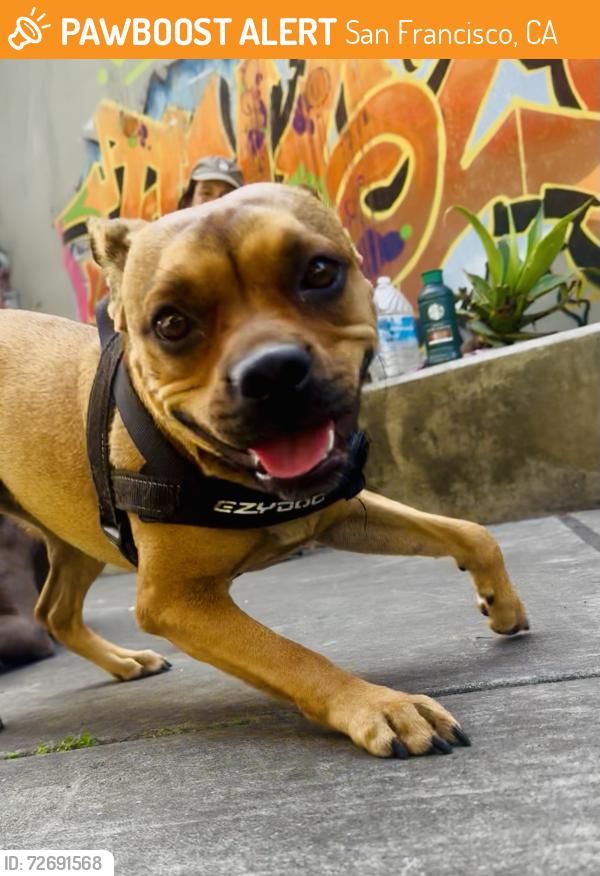 Found/Stray Female Dog last seen Valencia Street & 16th Street, San Francisco, CA 94103