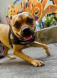 Found/Stray Female Dog last seen Valencia Street & 16th Street, San Francisco, CA 94103