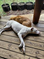 Found/Stray Male Dog last seen 3 miles from rt125, Blue Creek, OH 45616