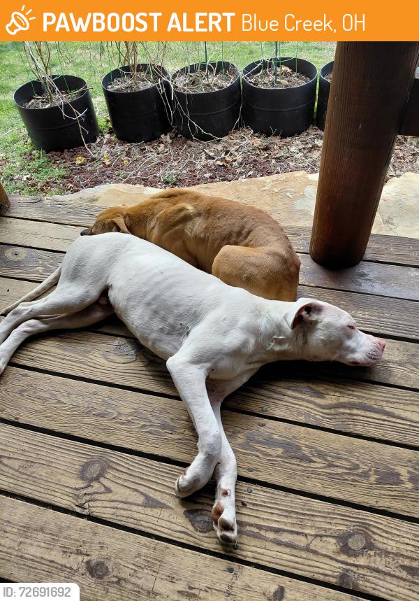 Found/Stray Male Dog last seen 3 miles from rt125, Blue Creek, OH 45616