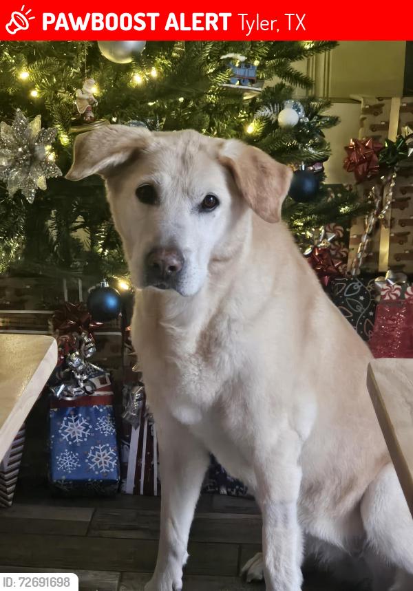 Lost Female Dog last seen Macdonald and loop 323, Tyler, TX 75701