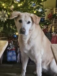 Lost Female Dog last seen Macdonald and loop 323, Tyler, TX 75701