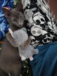 Lost Male Cat last seen Regina , Fort Pierce, FL 34982