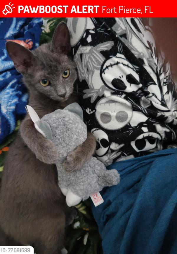Lost Male Cat last seen Regina , Fort Pierce, FL 34982