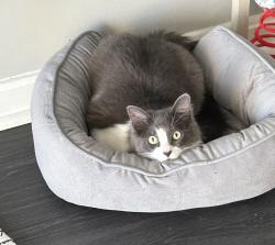 Lost Male Cat last seen Elberon, Cincinnati, OH 45204