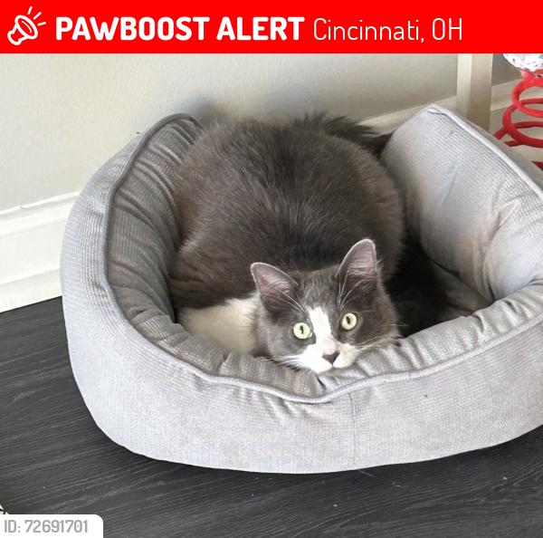 Lost Male Cat last seen Elberon, Cincinnati, OH 45204