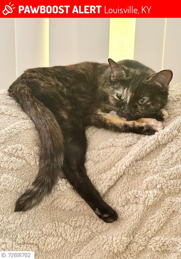 Lost Female Cat last seen 21st and chestnut , Louisville, KY 40211