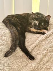 Lost Female Cat last seen 21st and chestnut , Louisville, KY 40211