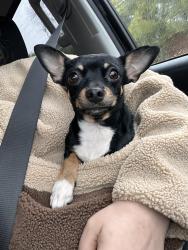 Lost Female Dog last seen Spring Valley and Coit, Dallas, TX 75240