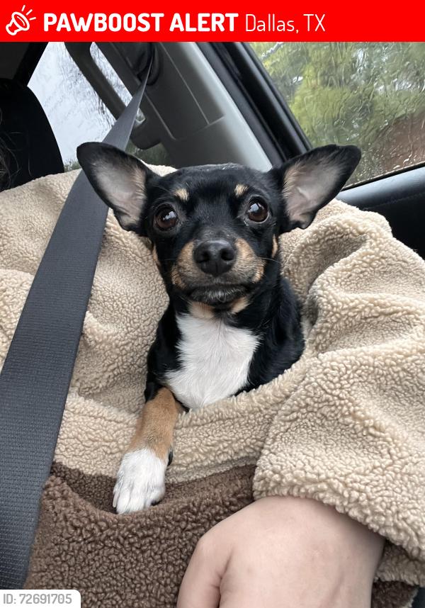 Lost Female Dog last seen Spring Valley and Coit, Dallas, TX 75240