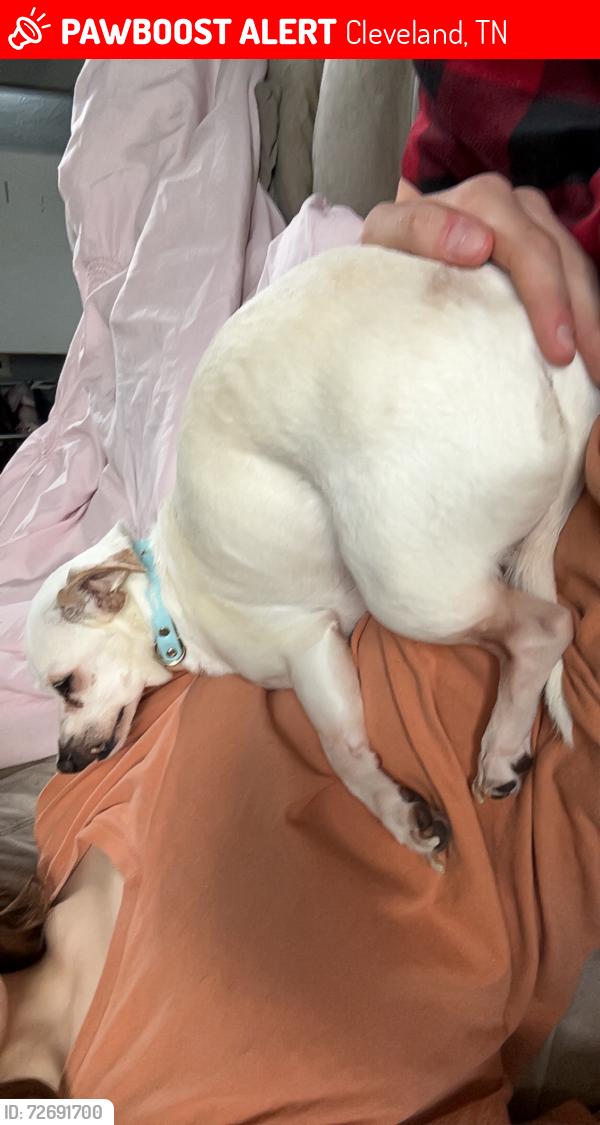 Lost Male Dog last seen eppersons jewelry store on old georgetown road , Cleveland, TN 37312