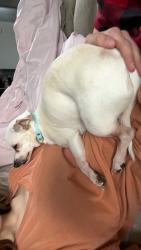 Lost Male Dog last seen eppersons jewelry store on old georgetown road , Cleveland, TN 37312