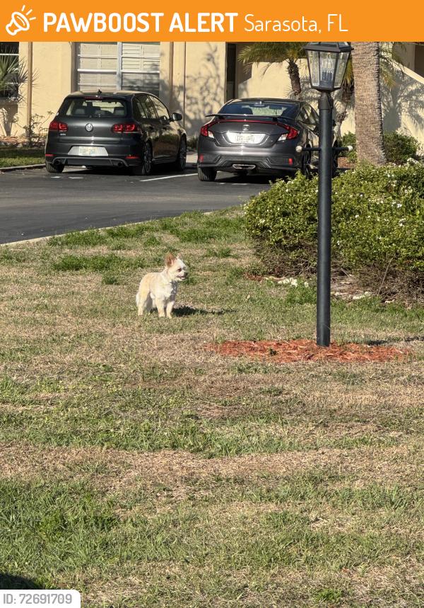 Found/Stray Male Dog last seen Summer Lakes cndmniums across from north water tower park, Sarasota, FL 34234