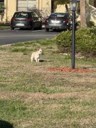 Found/Stray Male Dog last seen Summer Lakes cndmniums across from north water tower park, Sarasota, FL 34234