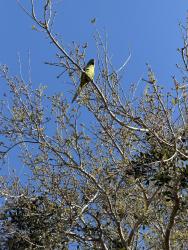 Found/Stray Unknown Bird last seen 6th Ave and 15th street , Vero Beach, FL 32961