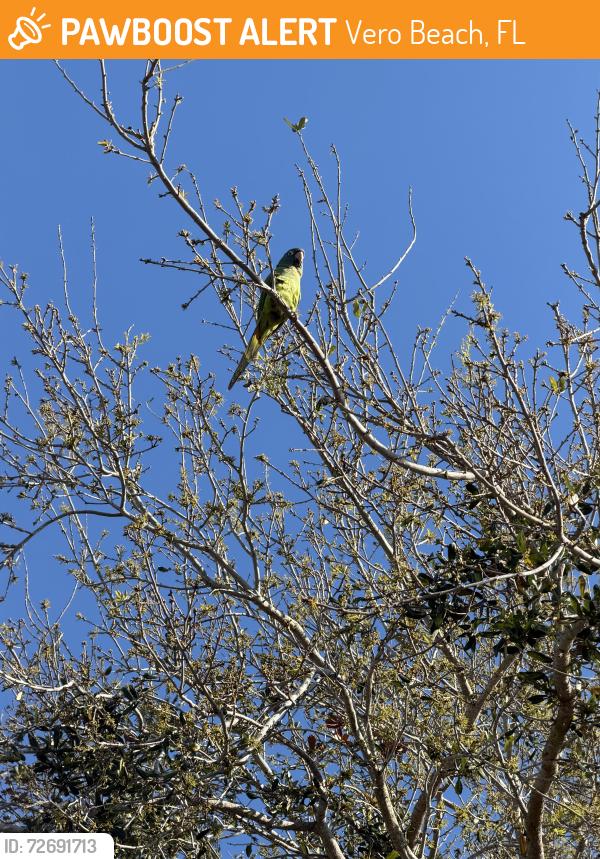 Found/Stray Unknown Bird last seen 6th Ave and 15th street , Vero Beach, FL 32961