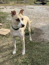 Lost Female Dog last seen CR 3707, Hunt County, TX 75169