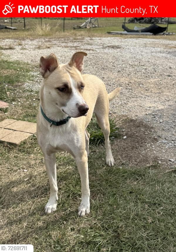Lost Female Dog last seen CR 3707, Hunt County, TX 75169