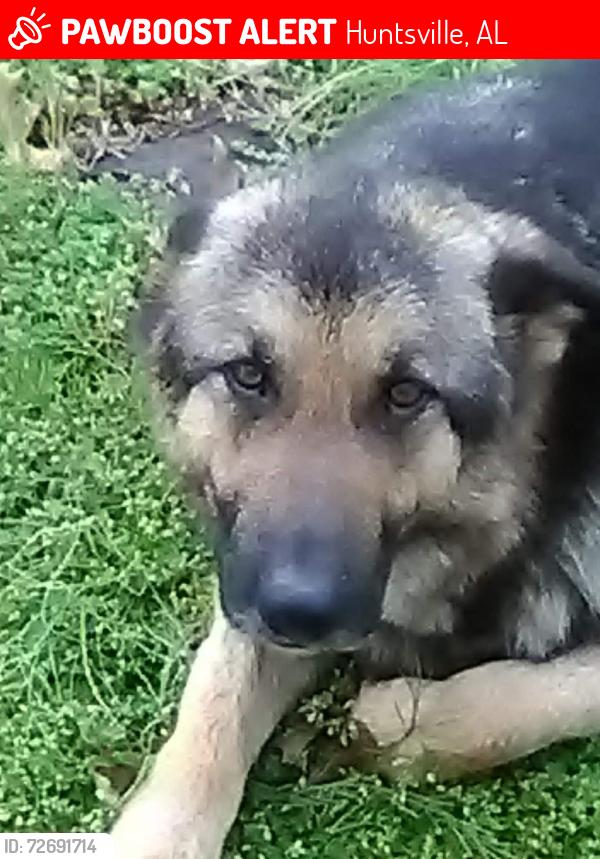 Lost Female Dog last seen Pisgah and Hollow rd., Huntsville, AL 35810