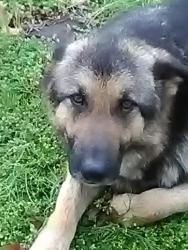 Lost Female Dog last seen Pisgah and Hollow rd., Huntsville, AL 35810