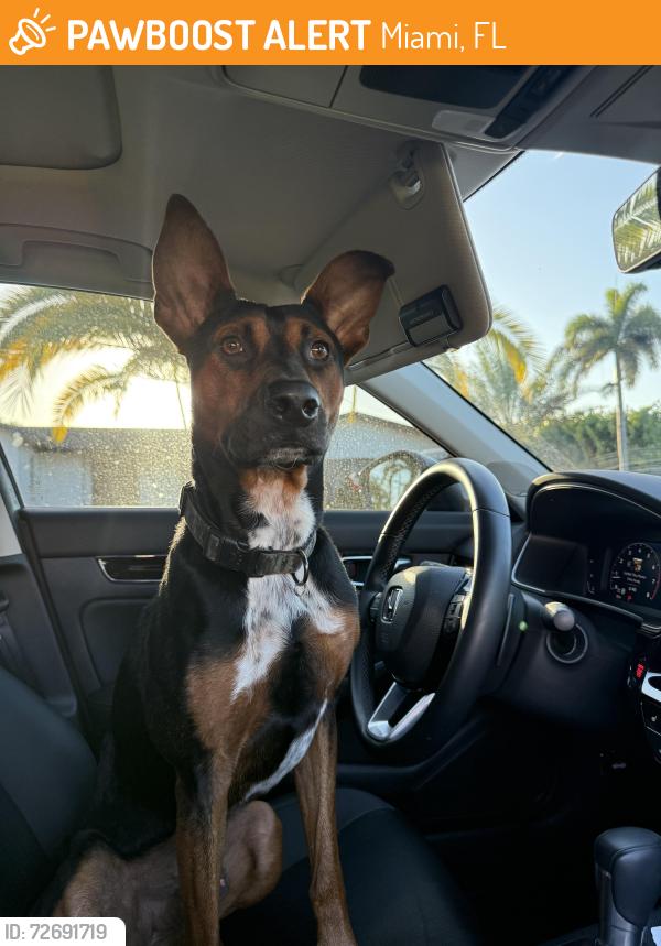 Found/Stray Male Dog last seen Near st , Miami, FL 33176