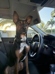 Found/Stray Male Dog last seen Near st , Miami, FL 33176